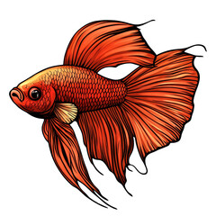 Fototapeta premium Stunning Illustration of a Vibrant Goldfish on white background