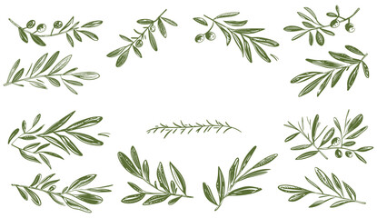 Fototapeta premium Minimalist vector illustration of olive branches with leaves and fruits, isolated on white background, great for branding, labels, patterns, packaging, botanical elements