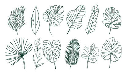 Monstera jungle foliage, outline tropic palm leaf, editable stroke, vector art, tropic tree leaves, continuous line illustration, floral element, exotic leaves, tropical design © aura studio