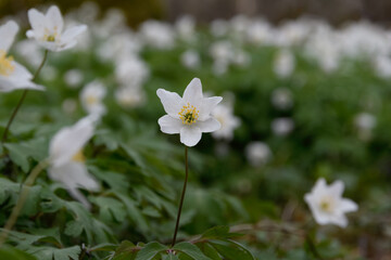 Wild flower Anemone (Anemonoides sylvestris) in the spring forest, close-up. The blurred background is the plant's own flowering thickets