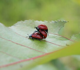 three Chrysomela populi on poplar tree