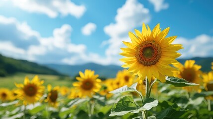 Bright Sunflower Blooms Against Clear Blue Sky and Green Landscape
