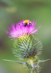 Ma vie à du piquant