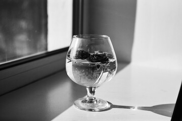 A glass of water with roses captured in soft sunlight, with a black-and-white palette highlighting elegance and timeless beauty.