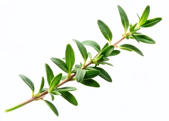 Fresh Thyme Sprig Isolated on White Background - Culinary Herb