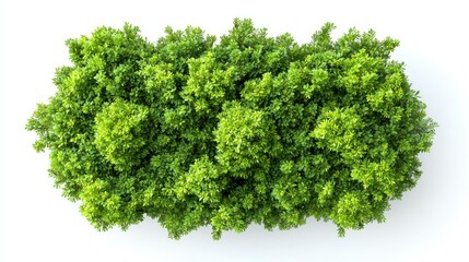 Obraz premium Isolated overhead view of lush green trees