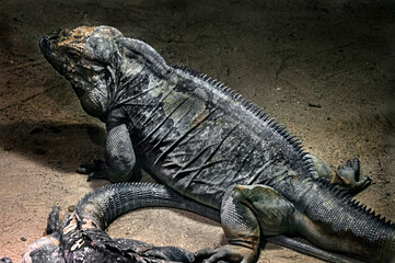 Corned iguana also known as Rhinoceros Iguana. Latin name - Cyclura cornuta	
