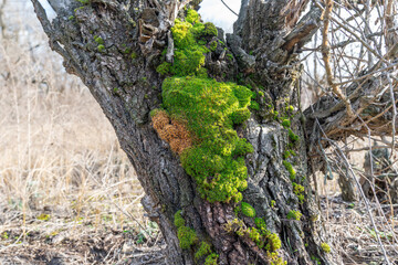 Green young sphagnum moss in nature. Beautiful grass of peat-moss grows in forest. Mound of soil is covered with dense plants. Moss genus of family sphagnaceae is oldest inhabitant of earth. Wetlands.