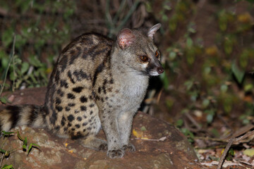 Südliche Großfleck-Ginsterkatze / South African large-spotted genet / Genetta tigrina