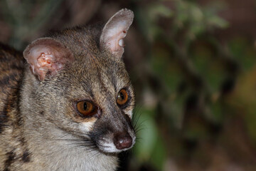 Südliche Großfleck-Ginsterkatze / South African large-spotted genet / Genetta tigrina