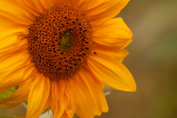 Sonnenblume zum Geburtstag im Abendlicht