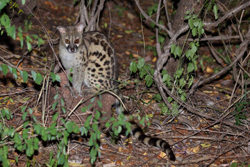 Südliche Großfleck-Ginsterkatze / South African large-spotted genet / Genetta tigrina