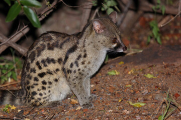 Südliche Großfleck-Ginsterkatze / South African large-spotted genet / Genetta tigrina