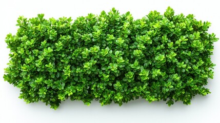 Obraz premium Lush green hedge border on white background