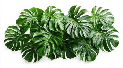 Obraz premium Lush Monstera Leaves Arrangement Against White Background