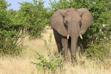 Obraz premium Afrikanischer Elefant / African elephant / Loxodonta africana