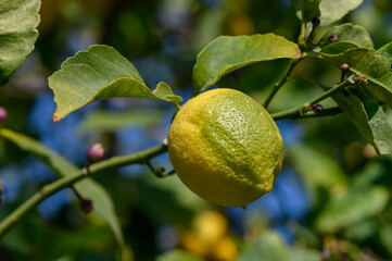 Lemon fruit ripening on a branch against a vibrant green backdrop in the warm afternoon light
