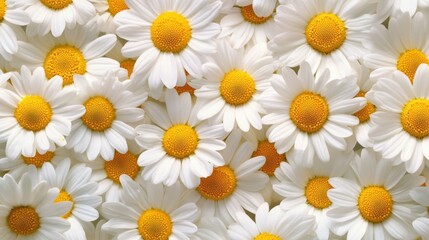 Fototapeta premium Fresh white and yellow daisies evenly spread out to create a cheerful and natural floral wallpaper.