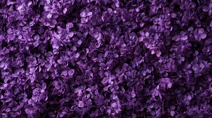 Obraz premium Purple lavender flowers densely packed together, forming a relaxing and aromatic floral wall pattern.