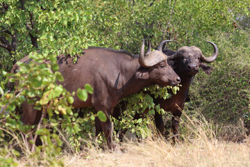 Obraz premium Kaffernbüffel / African buffalo / Syncerus caffer