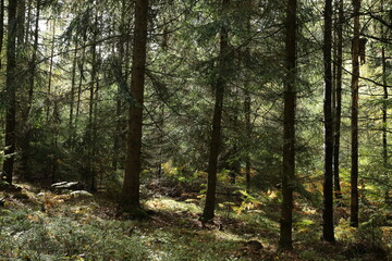 Fototapeta premium Luzicke hory view and forest