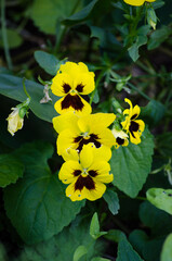 Pansies