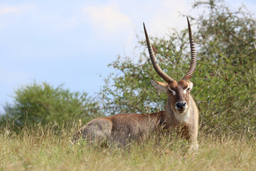 Naklejka premium Wasserbock / Waterbuck / Kobus ellipsiprymnus