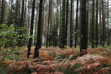 Fototapeta premium Forest bohemia czech republic luzicke hory