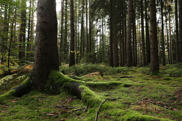 Forest bohemia czech republic luzicke hory