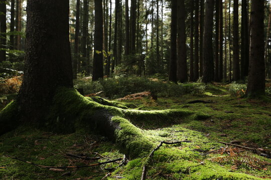 Forest bohemia czech republic luzicke hory