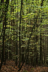 Forest bohemia czech republic luzicke hory