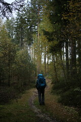 Forest bohemia czech republic luzicke hory