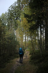 Forest bohemia czech republic luzicke hory