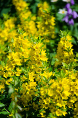 Loosestrife