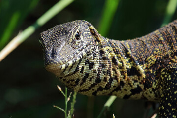 Nilwaran / Nile monitor / Varanus niloticus