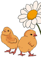 cute cartoon chicks and chamomile on a white background. easter, spring illustration