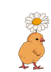 cute cartoon chick and chamomile on a white background. easter, spring illustration