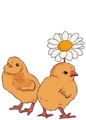 cute cartoon chicks and chamomile on a white background. easter, spring illustration