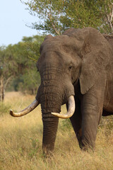 Obraz premium Afrikanischer Elefant / African elephant / Loxodonta africana..