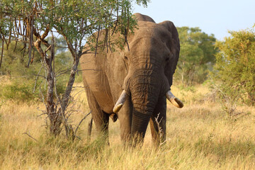 Fototapeta premium Afrikanischer Elefant / African elephant / Loxodonta africana