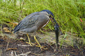 Green-backed bittern devouring a cichlid, (Butorides striata) Ardeidae family. Fortaleza Ceará, Brazil.
