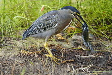 The striated heron (Butorides striata) employs a sophisticated fishing technique, using bread to attract fish, which it then easily catches. Fortaleza, Brazil.