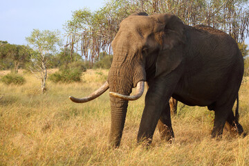 Fototapeta premium Afrikanischer Elefant / African elephant / Loxodonta africana..