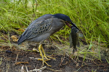Green-backed bittern devouring a cichlid, (Butorides striata) Ardeidae family. Fortaleza Ceará, Brazil.