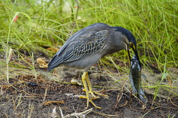 Green-backed bittern devouring a cichlid, (Butorides striata) Ardeidae family. Fortaleza Ceará, Brazil.