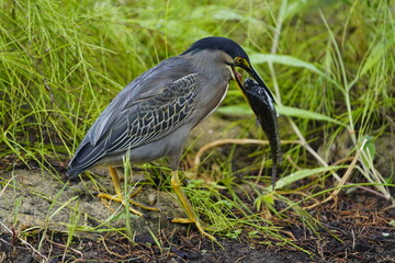 Green-backed bittern devouring a cichlid, (Butorides striata) Ardeidae family. Fortaleza Ceará, Brazil.