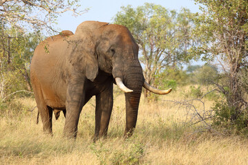Fototapeta premium Afrikanischer Elefant / African elephant / Loxodonta africana..