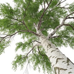 Fototapeta premium Low Angle View of Birch Tree 3D Render, Spring Foliage, Nature Concept, Birch Tree, Spring Birch Tree, 3D Render