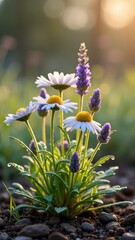 Obraz premium Vibrant daisies and lavender in sunlit garden