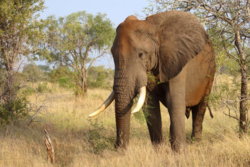 Fototapeta premium Afrikanischer Elefant / African elephant / Loxodonta africana..
